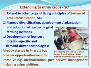 Extending to other crops - SCI
 Extend to other crops utilizing principles of System of
Crop Intensification, SCI
 Plann...