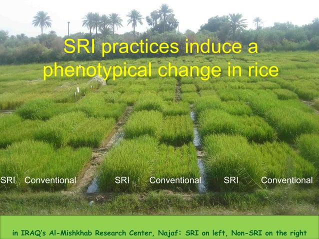 1170 System of Rice Intensification SRI A Global Overview