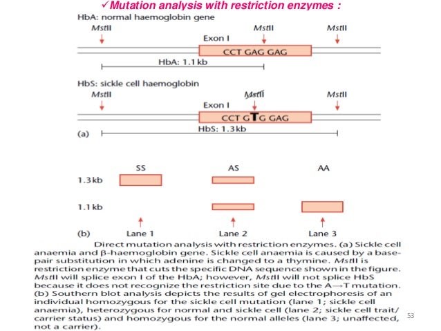 ï¼Mutation analysis with restriction enzymes :  53   