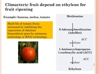 Methionine
S-Adenosylmethionine
(AdoMet)
ACC
synthase
1-Aminocyclopropane-
1-carboxylic acid (ACC)
ACC
oxidase
Ethylene
Shelf life of tomato fruits
increased by inhibiting the
expression of ethylene
biosynthesis gene by antisense
technology or RNAi technology.
Climacteric fruit depend on ethylene for
fruit ripening
Example: banana, melon, tomato
 
