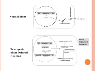 Transgenic
plant-Delayed
ripening
Normal plant
 