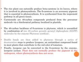 • The rice plant can naturally produce beta-carotene in its leaves, where
it is involved in photosynthesis. The β-carotene is an accessory pigment
that is essential to photosynthesis. It is synthesized from the isoprenoid
pathway in all green tissue.
• Carotenoids are 40-carbon compounds produced from the precursor
molecule via a biochemical pathway localized in plastids.
• The 40-carbon backbone of β-carotene is phytoene, which is assembled
by combination of two 20-carbon geranly geranyl diphosphate (GGPP)
molecules by the enzyme Phytoene synthase .
• Double bonds are then added to phytoene through a series of
desaturation steps to produce lycopene, an antioxidant compound found
in most plants that contribute to the red color of tomatoes.
• Finally, lycopene can be converted to the β-carotene by the enzyme,
lycopene cyclase. Plant does not normally produce the pigment in the
endosperm, where photosynthesis does not occur.
 