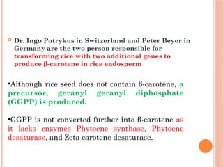  Dr. Ingo Potrykus in Switzerland and Peter Beyer in
Germany are the two person responsible for
transforming rice with two additional genes to
produce β-carotene in rice endosperm
•Although rice seed does not contain β-carotene, a
precursor, geranyl geranyl diphosphate
(GGPP) is produced.
•GGPP is not converted further into β-carotene as
it lacks enzymes Phytoene synthase, Phytoene
desaturase, and Zeta carotene desaturase.
 