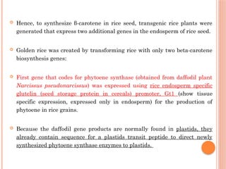  Hence, to synthesize β-carotene in rice seed, transgenic rice plants were
generated that express two additional genes in the endosperm of rice seed.
 Golden rice was created by transforming rice with only two beta-carotene
biosynthesis genes:
 First gene that codes for phytoene synthase (obtained from daffodil plant
Narcissus pseudonarcissus) was expressed using rice endosperm specific
glutelin (seed storage protein in cereals) promoter, Gt1 (show tissue
specific expression, expressed only in endosperm) for the production of
phytoene in rice grains.
 Because the daffodil gene products are normally found in plastids, they
already contain sequence for a plastids transit peptide to direct newly
synthesized phytoene synthase enzymes to plastids.
 