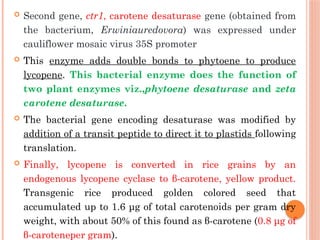  Second gene, ctr1, carotene desaturase gene (obtained from
the bacterium, Erwiniauredovora) was expressed under
cauliflower mosaic virus 35S promoter
 This enzyme adds double bonds to phytoene to produce
lycopene. This bacterial enzyme does the function of
two plant enzymes viz.,phytoene desaturase and zeta
carotene desaturase.
 The bacterial gene encoding desaturase was modified by
addition of a transit peptide to direct it to plastids following
translation.
 Finally, lycopene is converted in rice grains by an
endogenous lycopene cyclase to β-carotene, yellow product.
Transgenic rice produced golden colored seed that
accumulated up to 1.6 μg of total carotenoids per gram dry
weight, with about 50% of this found as β-carotene (0.8 μg of
β-caroteneper gram).
 