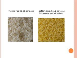 Normal rice lacks β-carotene Golden rice rich in β-carotene
The precursor of Vitamin A
 