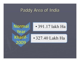 Paddy Area of India
 