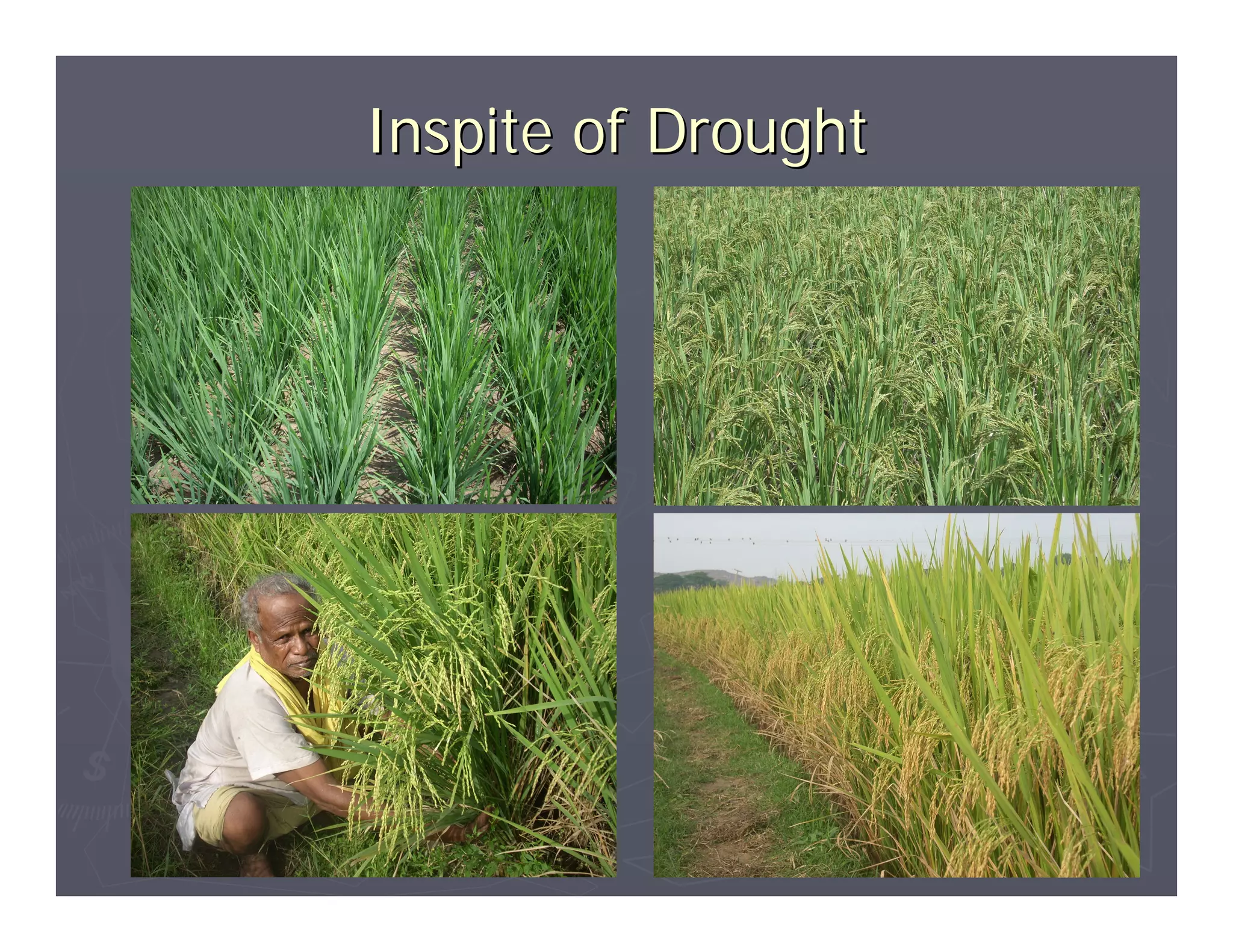 Inspite of Drought
 