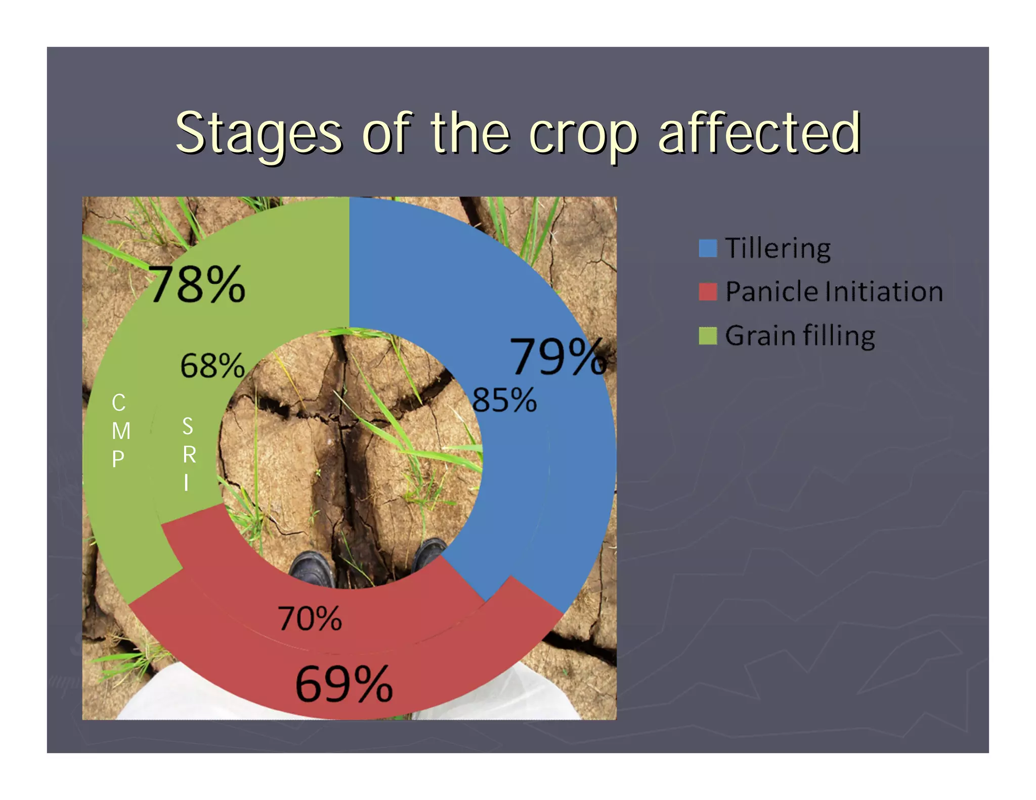 Stages of the crop affected



C
M   S
P   R
    I
 