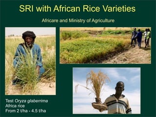 1042 System of Rice Intensification (SRI) -Producing more rice with ...