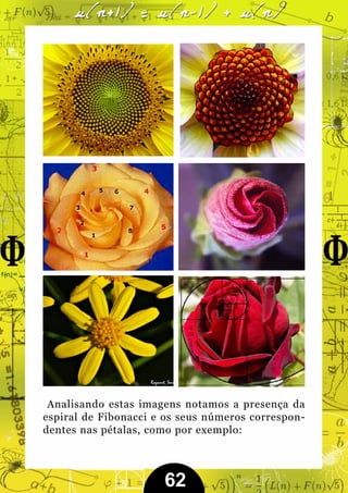 Analisando estas imagens notamos a presença da
espiral de Fibonacci e os seus números correspon-
dentes nas pétalas, como por exemplo:




                      62
 