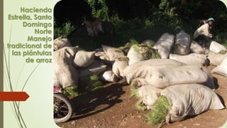 Hacienda
Estrella, Santo
Domingo
Norte
Manejo
tradicional de
las plántulas
de arroz
 