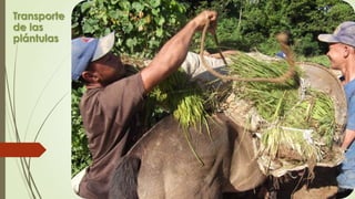 Transporte
de las
plántulas
 