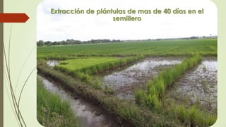 Extracción de plántulas de mas de 40 días en el
semillero
 