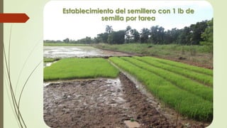 Establecimiento del semillero con 1 lb de
semilla por tarea
 