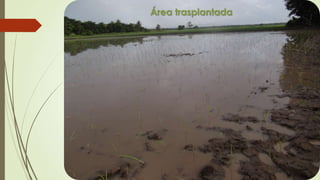 Área trasplantada
 