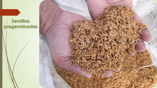 Semillas
pregerminadas
 