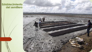 Establecimiento
del semillero
 