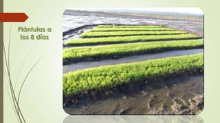 Plántulas a
los 8 días
 