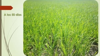 A los 50 días
 