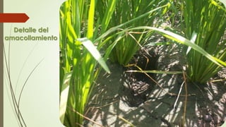Detalle del
amacollamiento
 