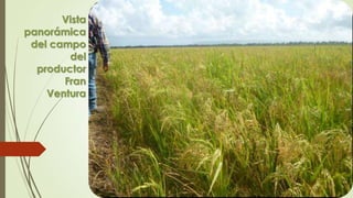 Vista
panorámica
del campo
del
productor
Fran
Ventura
 