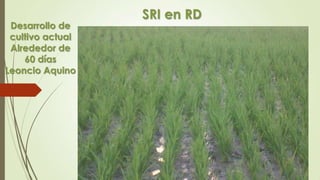 SRI en RD
Desarrollo de
cultivo actual
Alrededor de
60 días
Leoncio Aquino
 