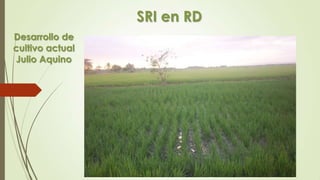 SRI en RD
Desarrollo de
cultivo actual
Julio Aquino
 