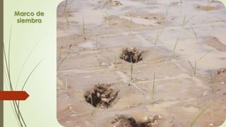Marco de
siembra
 