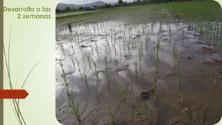 Desarrollo a las
2 semanas
 