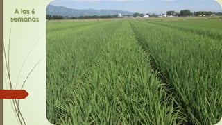 “
”
A las 6
semanas
 