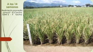 A las 14
semanas
Redimiento promedio:
Juma 67 - 8.5 Ton/ha
IDIAF 3 - 9 Ton/ha
 