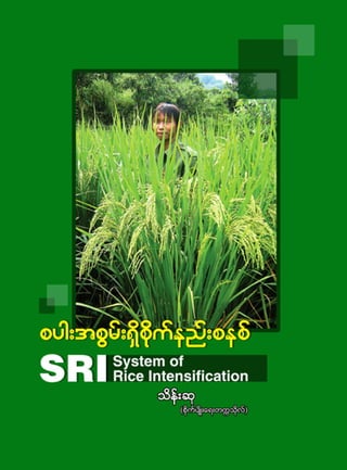1
pyg;tpGrf;&Sdpdkufenf;pepfSRI-System of Rice Intensification
 