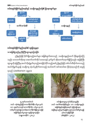 20
pyg;tpGrf;&Sdpdkufenf;pepfSRI-System of Rice Intensification
 