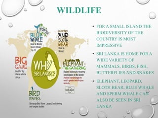 WILDLIFE
• FOR A SMALL ISLAND THE
BIODIVERSITY OF THE
COUNTRY IS MOST
IMPRESSIVE
• SRI LANKA IS HOME FOR A
WIDE VARIETY OF
MAMMALS, BIRDS, FISH,
BUTTERFLIES AND SNAKES
• ELEPHANT, LEOPARD,
SLOTH BEAR, BLUE WHALE
AND SPERM WHALE CAN
ALSO BE SEEN IN SRI
LANKA
 