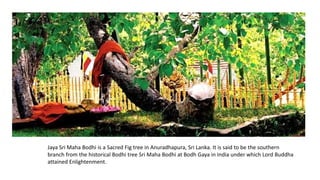 Jaya Sri Maha Bodhi is a Sacred Fig tree in Anuradhapura, Sri Lanka. It is said to be the southern
branch from the historical Bodhi tree Sri Maha Bodhi at Bodh Gaya in India under which Lord Buddha
attained Enlightenment.
 