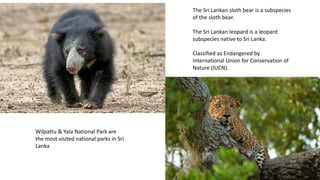The Sri Lankan sloth bear is a subspecies
of the sloth bear.
The Sri Lankan leopard is a leopard
subspecies native to Sri Lanka.
Classified as Endangered by
International Union for Conservation of
Nature (IUCN).
Wilpattu & Yala National Park are
the most visited national parks in Sri
Lanka
 