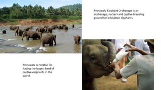 Pinnawala Elephant Orphanage is an
orphanage, nursery and captive breeding
ground for wild Asian elephants
Pinnawala is notable for
having the largest herd of
captive elephants in the
world.
 