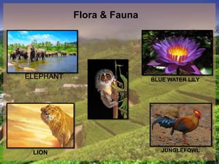 Flora & Fauna
ELEPHANT
JUNGLEFOWL
BLUE WATER LILY
LION
 