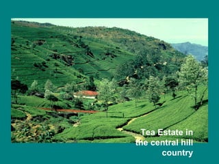 Tea Estate in the central hill country 