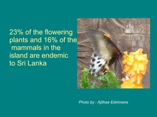 23% of the flowering  plants and 16% of the mammals in the  island are endemic  to Sri Lanka Photo by : Ajithaa Edirimane 