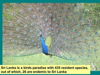 Sri Lanka is a birds paradise with 435 resident species,  out of which, 26 are endemic to Sri Lanka   