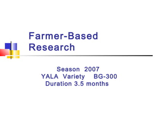 Farmer-Based
Research
Season 2007
YALA Variety BG-300
Duration 3.5 months
 