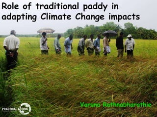 Role of traditional paddy in
adapting Climate Change impacts




                 Varuna Rathnabharathie
 