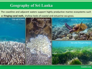 Geography of Sri Lanka
The coastline and adjacent waters support highly productive marine ecosystems such
as fringing coral reefs, shallow beds of coastal and estuarine sea grass.
Coastline area
Coral reef at Kalpity Coral reef at Kalpity Sea turtle in the gulf of Mannar
Sea turtle in the gulf of Mannar
 