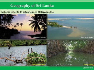 Geography of Sri Lanka
Sri Lanka inherits 45 estuaries and 40 lagoons too
Coastline area
Hikkaduwa estuary Batticaloa Lagoon
Tangalle LagoonMuthurajawela Lagoon
 