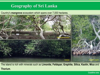 Geography of Sri Lanka
Country's mangrove ecosystem which spans over 7,000 hectares.
Coastline area
The island is rich with minerals such as Limonite, Feldspar, Graphite, Silica, Kaolin, Mica and
Thorium.
Mangroves in kalpity
Kokkilai Tangalle Lagoon
 