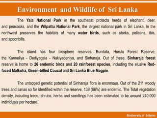 Environment and Wildlife of Sri Lanka
Biodiversity of Srilanka
The Yala National Park in the southeast protects herds of elephant, deer,
and peacocks, and the Wilpattu National Park, the largest national park in Sri Lanka, in the
northwest preserves the habitats of many water birds, such as storks, pelicans, ibis,
and spoonbills.
The island has four biosphere reserves, Bundala, Hurulu Forest Reserve,
the Kanneliya - Dediyagala - Nakiyadeniya, and Sinharaja. Out of these, Sinharaja forest
reserve is home to 26 endemic birds and 20 rainforest species, including the elusive Red-
faced Malkoha, Green-billed Coucal and Sri Lanka Blue Magpie.
The untapped genetic potential of Sinharaja flora is enormous. Out of the 211 woody
trees and lianas so far identified within the reserve, 139 (66%) are endemic. The Total vegetation
density, including trees, shrubs, herbs and seedlings has been estimated to be around 240,000
individuals per hectare.`
 