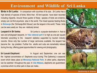 Environment and Wildlife of Sri Lanka
Biodiversity of Srilanka
Owl - Sinharaja Bird Waves
Leopard - Yaela national park
Elephants - Uda Walawe
Birds in Sri Lanka : In comparison with countries of its size , Sri Lanka has a
high density of species of birds. More than 40 bird species have been recorded
including migrants. Around three quarter of these species of birds are endemic,
simply can not find anywhere else in the world. The mixed species feeding flocks
in Sinharaja (the „Sinharaja Bird Waves‟) are the largest in the world. These birds
can be seen easily as they are relatively tamed.
Leopard in Sri lanka: Sri Lanka is a popular destination in Asia to
see and photograph leopards. In Yala national park it is high as one per square
kilometer according to the research statistics supported by tourism industry
records. Since only few number of large carnivores available, the leopard has
become the top predator. Further the adults and cubs are remarkably relaxed
during the day, offering great opportunities for viewing and photography.
Sri Lanak Elephant: In August and September, one can see
the highest concentration of Elephants occur during „The Gathering‟ a seasonal
event which takes place at Minneriya National Park. In other parks, elephants
can be watched throughout the year. In Uda Walawe, elephants are guaranteed,
a promise which no other park in Asia can make..
 