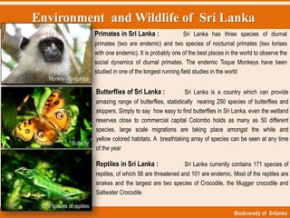 Environment and Wildlife of Sri Lanka
Biodiversity of Srilanka
Monkey - Singaraja
Primates in Sri Lanka : Sri Lanka has three species of diurnal
primates (two are endemic) and two species of nocturnal primates (two lorises
with one endemic). It is probably one of the best places in the world to observe the
social dynamics of diurnal primates. The endemic Toque Monkeys have been
studied in one of the longest running field studies in the world
Butterflies of Sri Lanka : Sri Lanka is a country which can provide
amazing range of butterflies, statistically nearing 250 species of butterflies and
skippers. Simply to say how easy to find butterflies in Sri Lanka, even the wetland
reserves close to commercial capital Colombo holds as many as 50 different
species. large scale migrations are taking place amongst the white and
yellow colored habitats. A breathtaking array of species can be seen at any time
of the year
Reptiles in Sri Lanka : Sri Lanka currently contains 171 species of
reptiles, of which 56 are threatened and 101 are endemic. Most of the reptiles are
snakes and the largest are two species of Crocodile, the Mugger crocodile and
Saltwater Crocodile
Butterfly
One species of reptiles
 